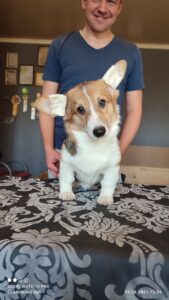 CLAN IRONHORN BIANKA с игрушкой, щенок вельш корги пемброк