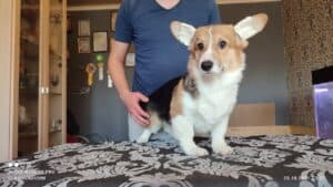 CLAN IRONHORN BIANKA отдыхает, щенок вельш корги пемброк