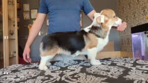 CLAN IRONHORN BIANKA, щенок вельш корги пемброк, пять месяцев