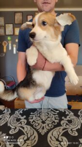 CLAN IRONHORN BELLA SWAN, 4 месяца, щенок в процессе кормления