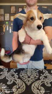 CLAN IRONHORN BELLA SWAN, 4 месяца, вельш-корги пемброк с хозяином дома