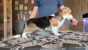 CLAN IRONHORN BELLA SWAN, 4 месяца, щенок на коврике