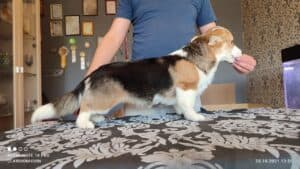 CLAN IRONHORN BELLA SWAN, 4 месяца, вельш-корги пемброк в уютной обстановке