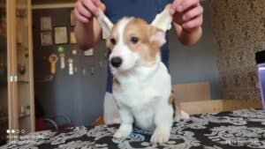 CLAN IRONHORN BELLA SWAN, 4 месяца, щенок вельш-корги пемброк на руках у заводчика