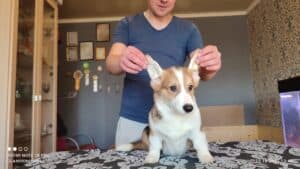 CLAN IRONHORN BELLA SWAN, 4 месяца, игривый щенок вельш-корги пемброк