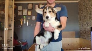 CLAN IRONHORN BERNARD SHAW, 4 месяца, вельш-корги пемброк учится командам