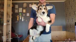 CLAN IRONHORN BERNARD SHAW, 4 месяца, щенок вельш-корги пемброк ест корм