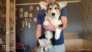 CLAN IRONHORN BERNARD SHAW, 4 месяца, вельш-корги пемброк спит в уютном месте