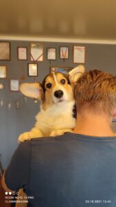 CLAN IRONHORN BERNARD SHAW, 4 месяца, щенок вельш-корги пемброк на прогулке