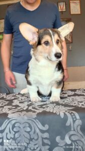 CLAN IRONHORN BERNARD SHAW, 4 месяца, вельш-корги пемброк с другими щенками