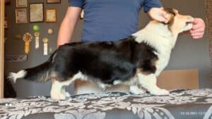 CLAN IRONHORN BERNARD SHAW, 4 месяца, щенок вельш-корги пемброк играет с игрушкой