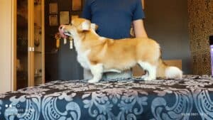 CLAN IRONHORN BRIDGET JONES, 4 месяца, вельш-корги пемброк во время игры дома