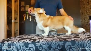 CLAN IRONHORN BRIDGET JONES, 4 месяца, щенок в процессе кормления