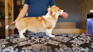 CLAN IRONHORN BRIDGET JONES, 4 месяца, вельш-корги пемброк с хозяином дома