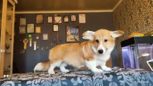 CLAN IRONHORN BRIDGET JONES, 4 месяца, вельш-корги пемброк в уютной обстановке