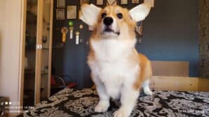 CLAN IRONHORN BRIDGET JONES, 4 месяца, щенок с игрушкой дома