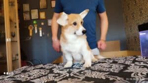 CLAN IRONHORN BRIDGET JONES, 4 месяца, вельш-корги пемброк на фоне окна