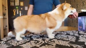 CLAN IRONHORN BRIDGET JONES, 4 месяца, фотосессия дома, щенок на столике