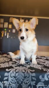 CLAN IRONHORN BARBRA STREISAND, щенок вельш корги пемброк, четыре месяца