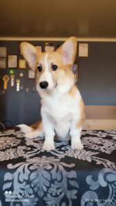 CLAN IRONHORN BARBRA STREISAND играет, щенок вельш корги пемброк