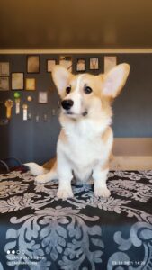 CLAN IRONHORN BARBRA STREISAND отдыхает, щенок вельш корги пемброк