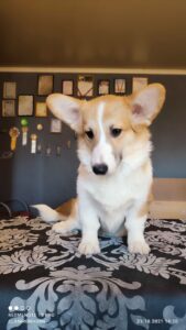 CLAN IRONHORN BARBRA STREISAND исследует мир, щенок вельш корги пемброк