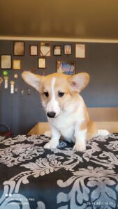 CLAN IRONHORN BARBRA STREISAND на прогулке, щенок вельш корги пемброк