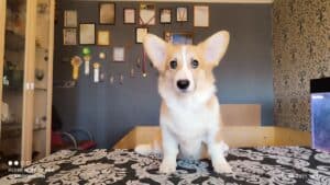 CLAN IRONHORN BARBRA STREISAND с игрушкой, щенок вельш корги пемброк