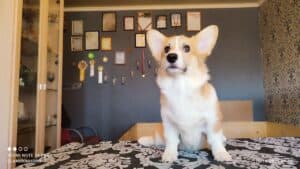 CLAN IRONHORN BARBRA STREISAND и её друзья, щенок вельш корги пемброк