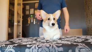 CLAN IRONHORN BARBRA STREISAND ест, щенок вельш корги пемброк