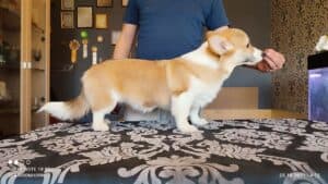 CLAN IRONHORN BARBRA STREISAND спит, щенок вельш корги пемброк