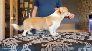 CLAN IRONHORN BARBRA STREISAND смотрит в окно, щенок вельш корги пемброк