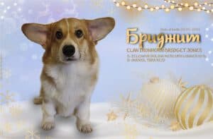 CLAN IRONHORN BRIDGET JONES, 8 месяцев, вельш-корги пемброк на снегу с мячом