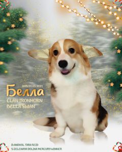 CLAN IRONHORN BELLA SWAN, 6 месяцев, вельш-корги пемброк на снегу с мячом