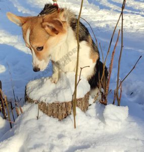 CLAN IRONHORN BAMBINO STAR с игрушкой, щенок вельш корги пемброк