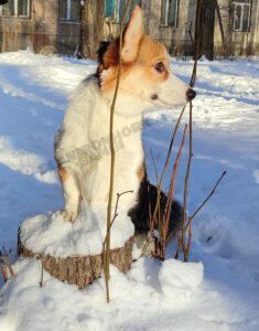 CLAN IRONHORN BAMBINO STAR на прогулке, щенок вельш корги пемброк