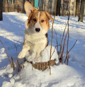 CLAN IRONHORN BAMBINO STAR, щенок вельш корги пемброк, шесть месяцев