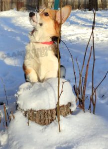 CLAN IRONHORN BAMBINO STAR играет, щенок вельш корги пемброк