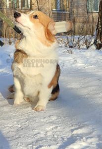 CLAN IRONHORN BELLA SWAN, 6 месяцев, вельш-корги пемброк с хозяином зимой