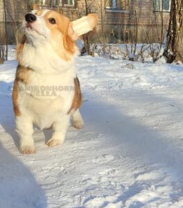 CLAN IRONHORN BELLA SWAN, 6 месяцев, вельш-корги пемброк в зимней одежде