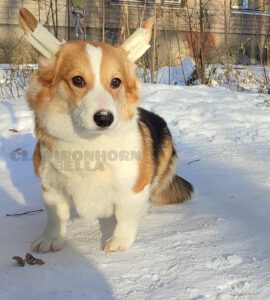 CLAN IRONHORN BELLA SWAN, 6 месяцев, вельш-корги пемброк на фоне зимнего пейзажа
