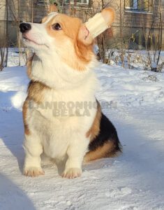 CLAN IRONHORN BELLA SWAN, 6 месяцев, вельш-корги пемброк с зимними атрибутами