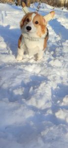 CLAN IRONHORN BELLA SWAN, 6 месяцев, вельш-корги пемброк на зимней прогулке