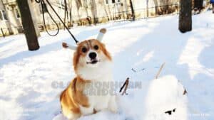 CLAN IRONHORN BRIDGET JONES, 8 месяцев, вельш-корги пемброк с хозяином зимой