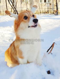 CLAN IRONHORN BRIDGET JONES, 8 месяцев, вельш-корги пемброк в зимней одежде