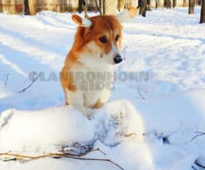 CLAN IRONHORN BRIDGET JONES, 8 месяцев, вельш-корги пемброк с зимними атрибутами