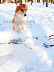 CLAN IRONHORN BRIDGET JONES, 8 месяцев, вельш-корги пемброк на зимней прогулке