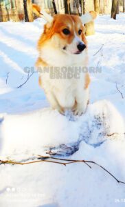 CLAN IRONHORN BRIDGET JONES, 8 месяцев, зимняя фотосессия, вельш-корги пемброк в снегу