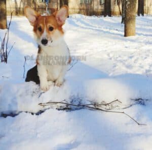 CLAN IRONHORN BIANKA, щенок вельш корги пемброк, шесть месяцев, зимняя фотосессия