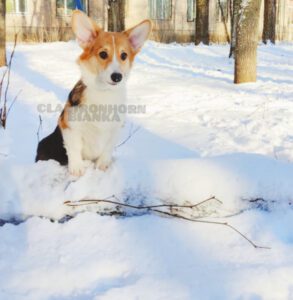 CLAN IRONHORN BIANKA играет в снегу, щенок вельш корги пемброк
